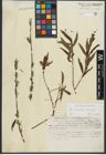 Foto von Salix purpurea L. x Salix viminalis L.